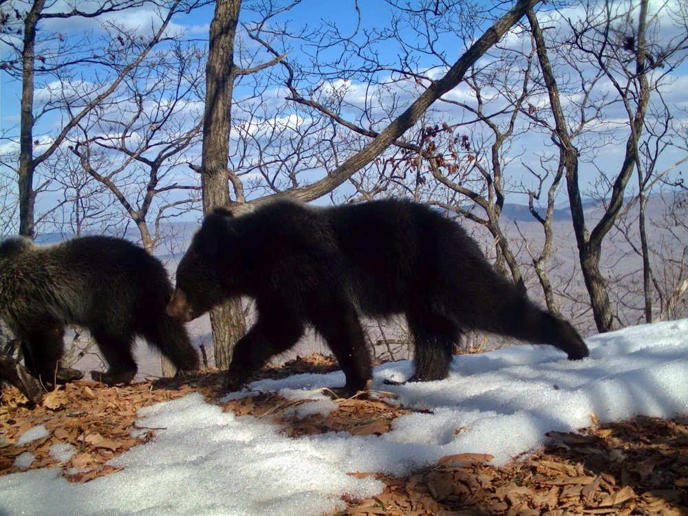 A camera trap caught a female bear with five cubs in the Land of the Leopard Reserve - Bear, Land of the Leopard, Reserve, Longpost, Video, The Bears, Reserves and sanctuaries