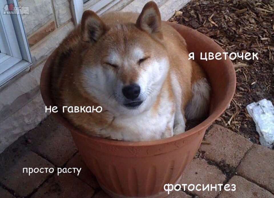 Found my place in the world - Dog, Shiba Inu, Picture with text