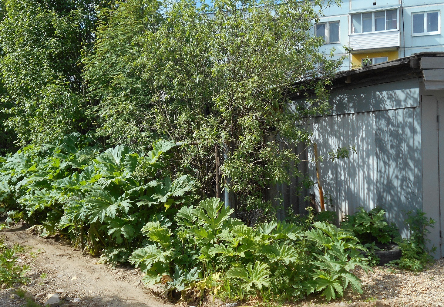 How Earthlings intimidate each other with stories about the Zerg Hogweed and help the Hogweed in its offensive - My, Earthlings vs. Hogweed, Hogweed, Weeds, Instructions, The photo, Plants, Nature, Success, Longpost