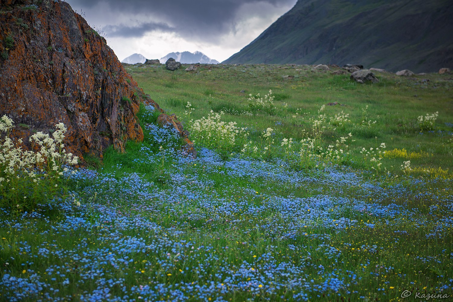 Blooming Altai Mountains. - The photo, The mountains, Flowers, beauty, Mountain Altai, Longpost, Altai Republic