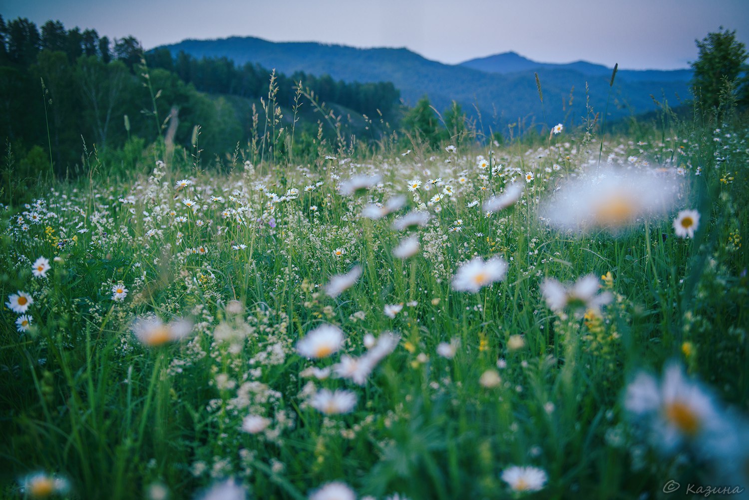 Blooming Altai Mountains. - The photo, The mountains, Flowers, beauty, Mountain Altai, Longpost, Altai Republic