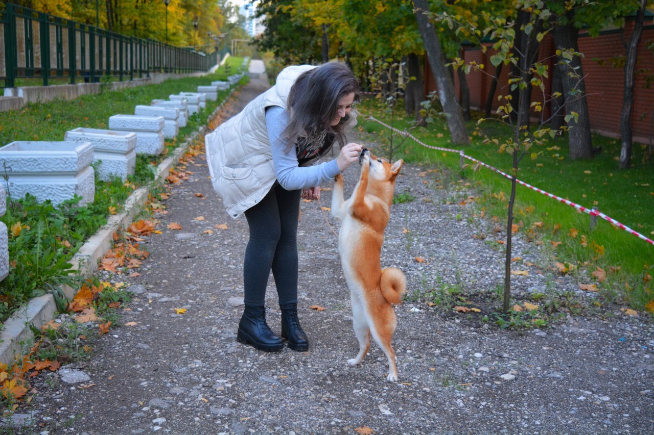 Check contact. - Dog, Training, Education, Shiba Inu, 