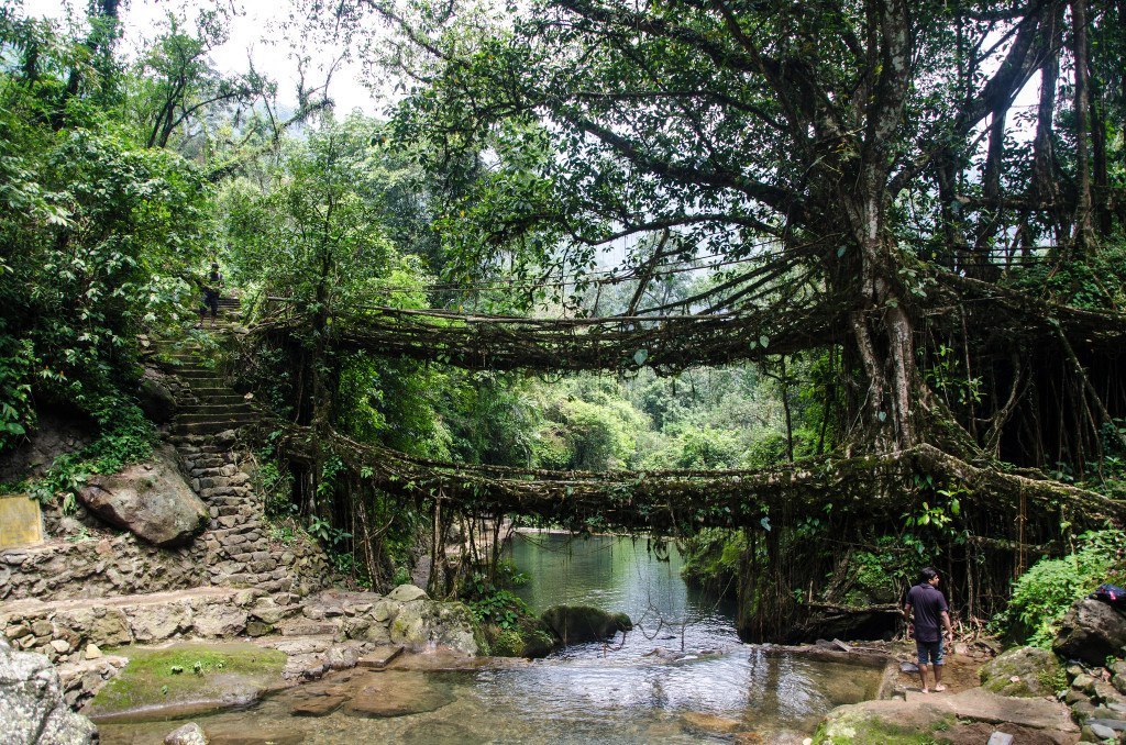 Мосты из живых корней