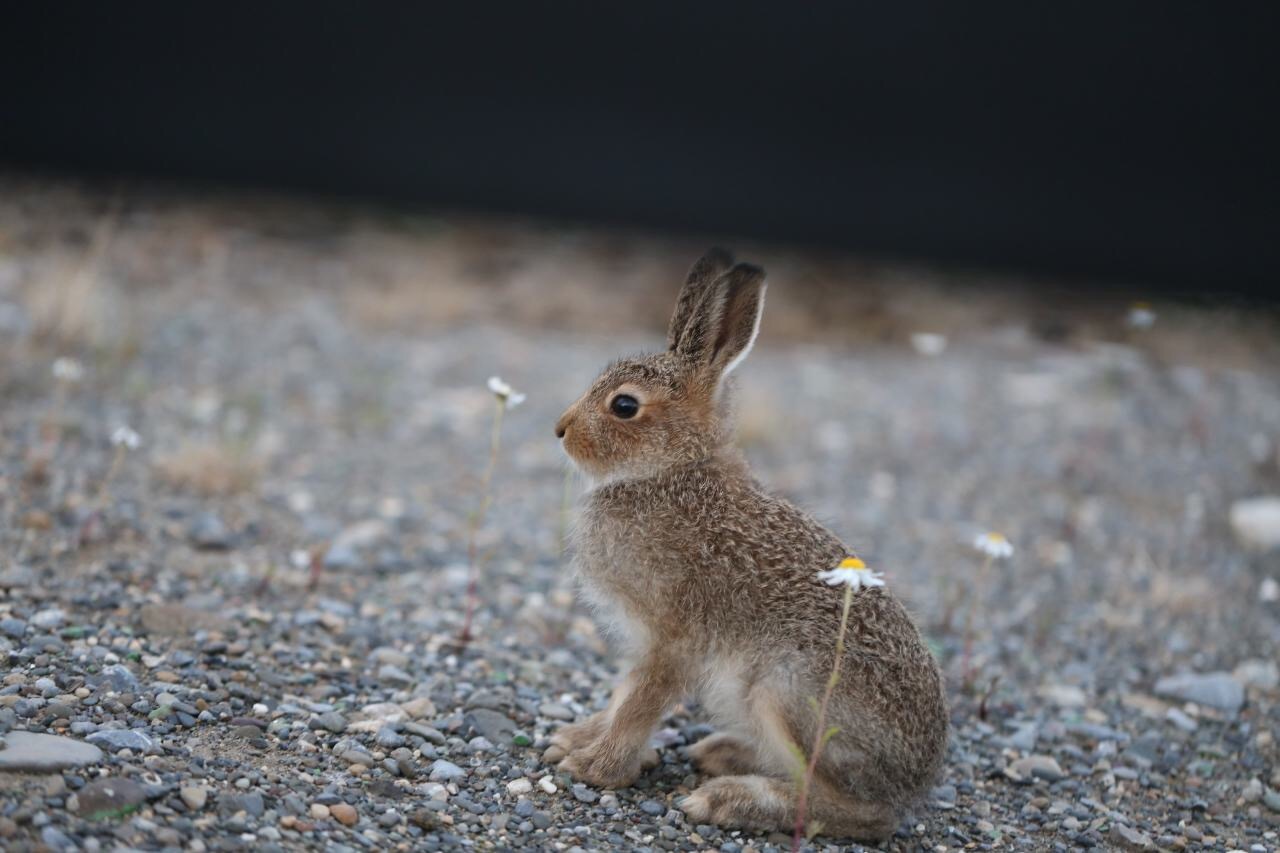 Beyond the Arctic Circle. - Tundra, Animals, The photo, Watch, hare, Longpost