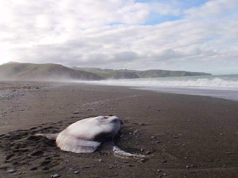 Scientists discover hooded fish - A fish, Hood, Opening, The science, Scientists, Longpost