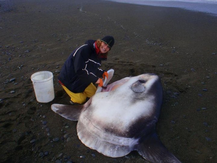 Scientists discover hooded fish - A fish, Hood, Opening, The science, Scientists, Longpost