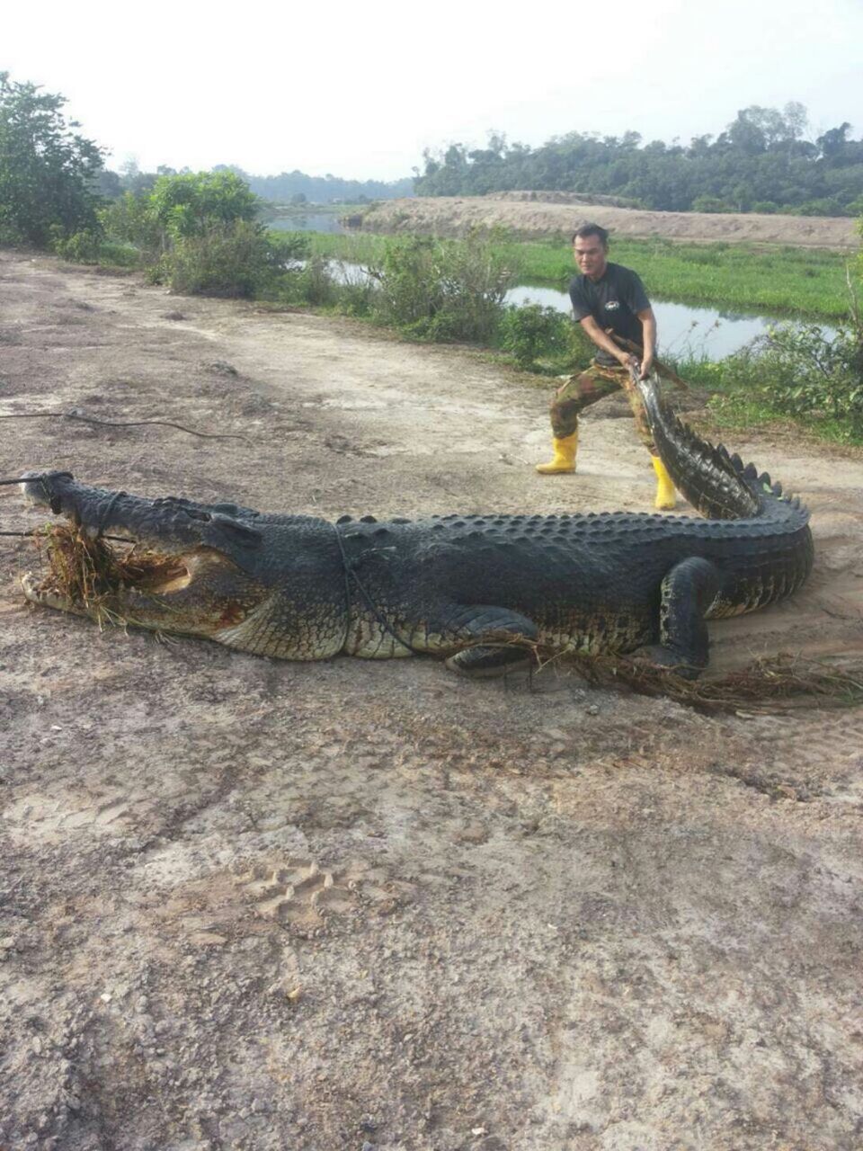 Behavior when meeting with a crocodile - My, The strength of the Peekaboo, peekaboo power i call you, Crocodile, Borneo, Brunei, Longpost, Crocodiles
