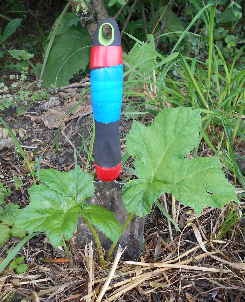 How Earthlings intimidate each other with stories about the Zerg Hogweed and help the Hogweed in its offensive - My, Earthlings vs. Hogweed, Hogweed, Weeds, Instructions, The photo, Plants, Nature, Success, Longpost