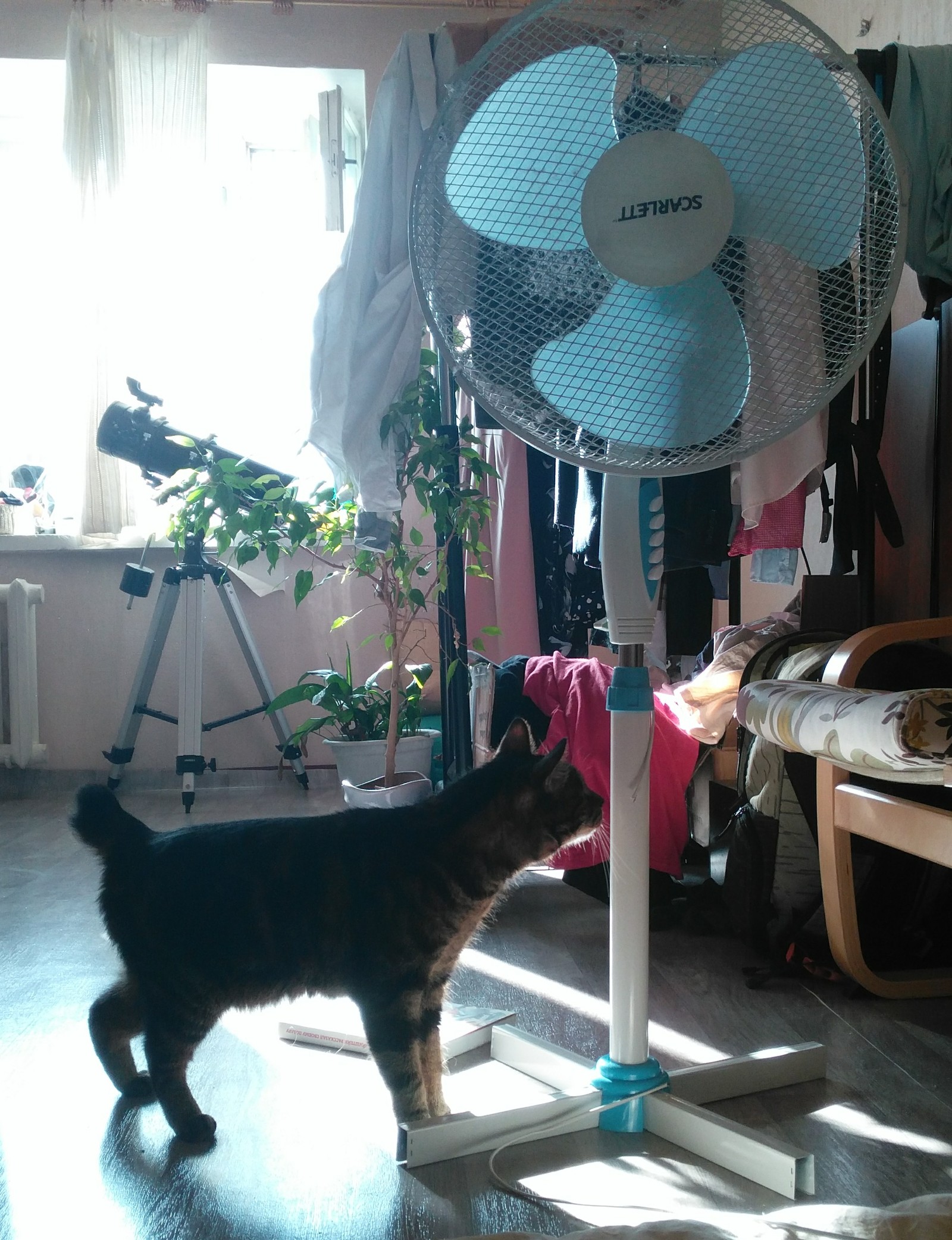 Близкое знакомство моего кота с электричеством | Пикабу