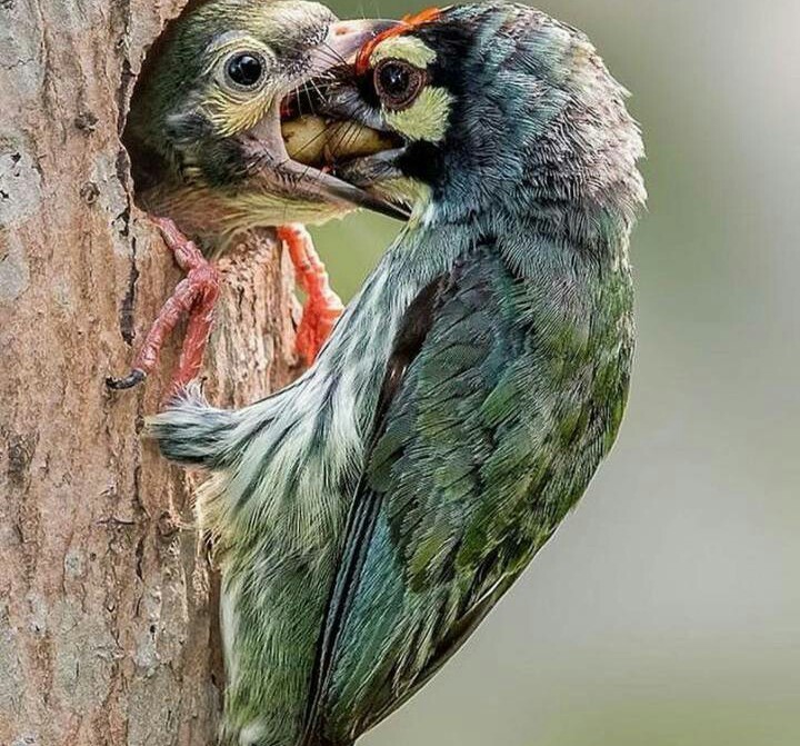 When you are already over 30, and you still continue to sit on the neck of your parents - Parasites, Parents, Children, Birds