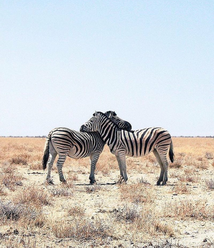 Hugs - zebra, Hugs