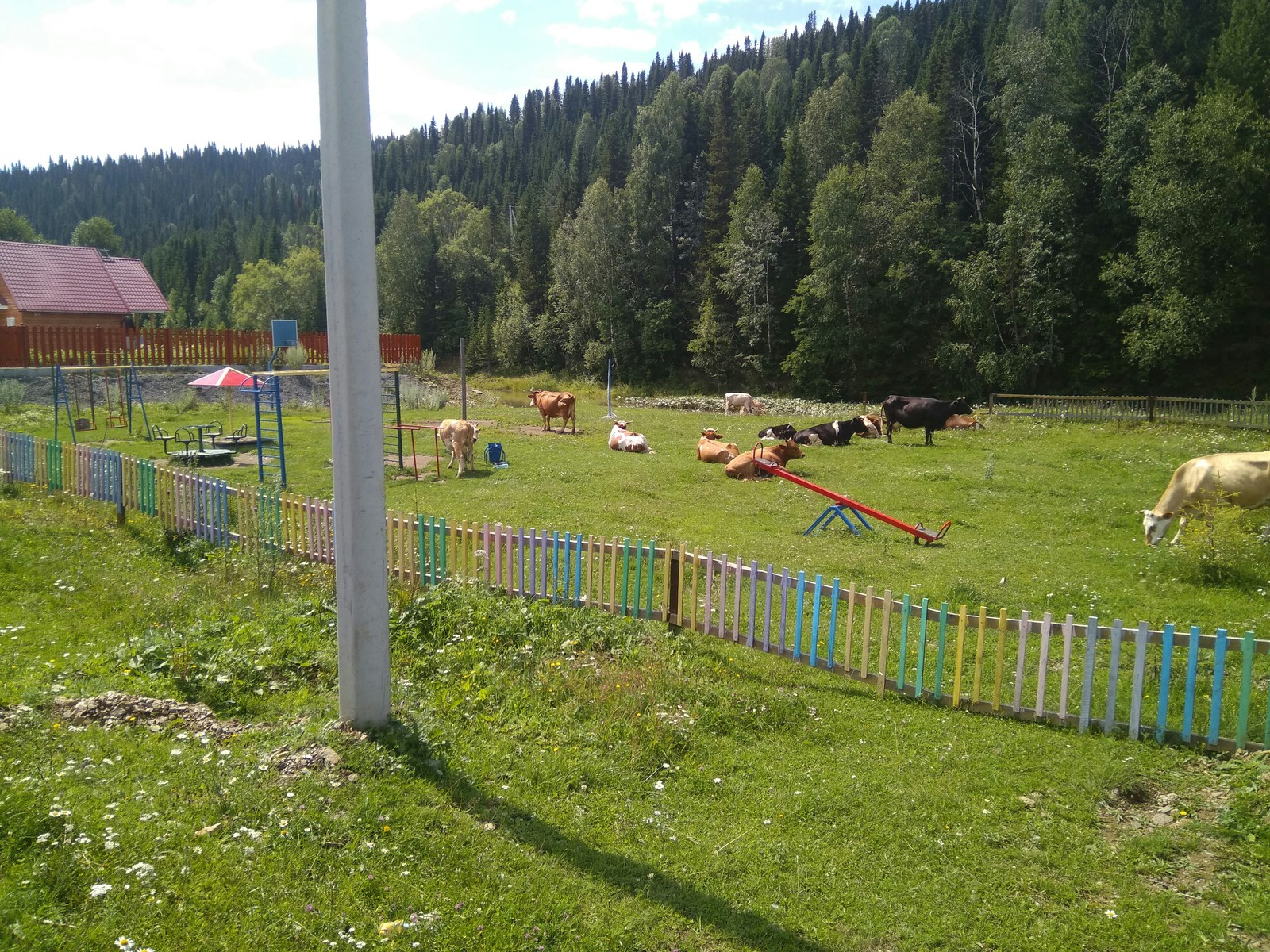 Cow joy. - Cow, Siberia