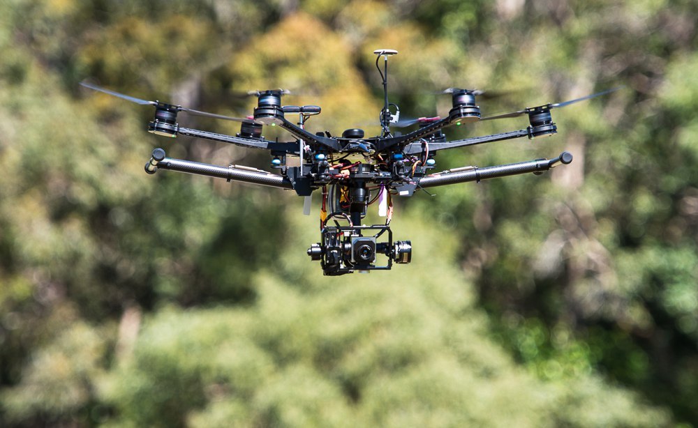 Bodyguard drones guarding koalas - Ecology, news, The photo, Interesting, Animals, Nature, Milota, Longpost