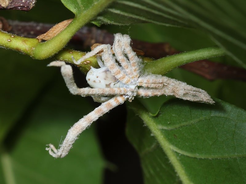 Carnival costume 80lvl - Stranger, Macro, Insects, Its own atmosphere, Twitter, Longpost, Macro photography