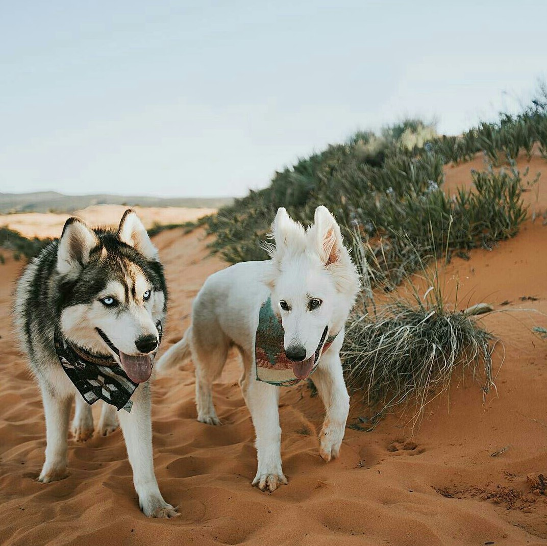 Friends - The photo, Dog, Husky, Longpost