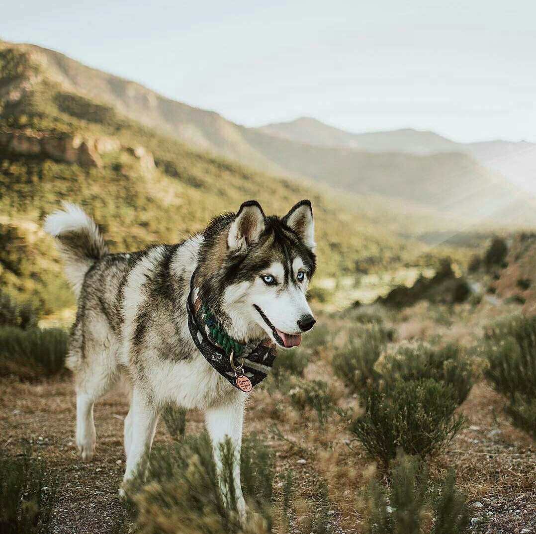 Friends - The photo, Dog, Husky, Longpost