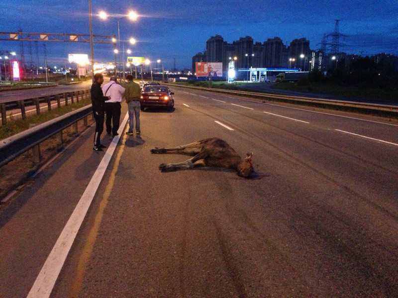 Problem - Road accident, Saint Petersburg, Elk