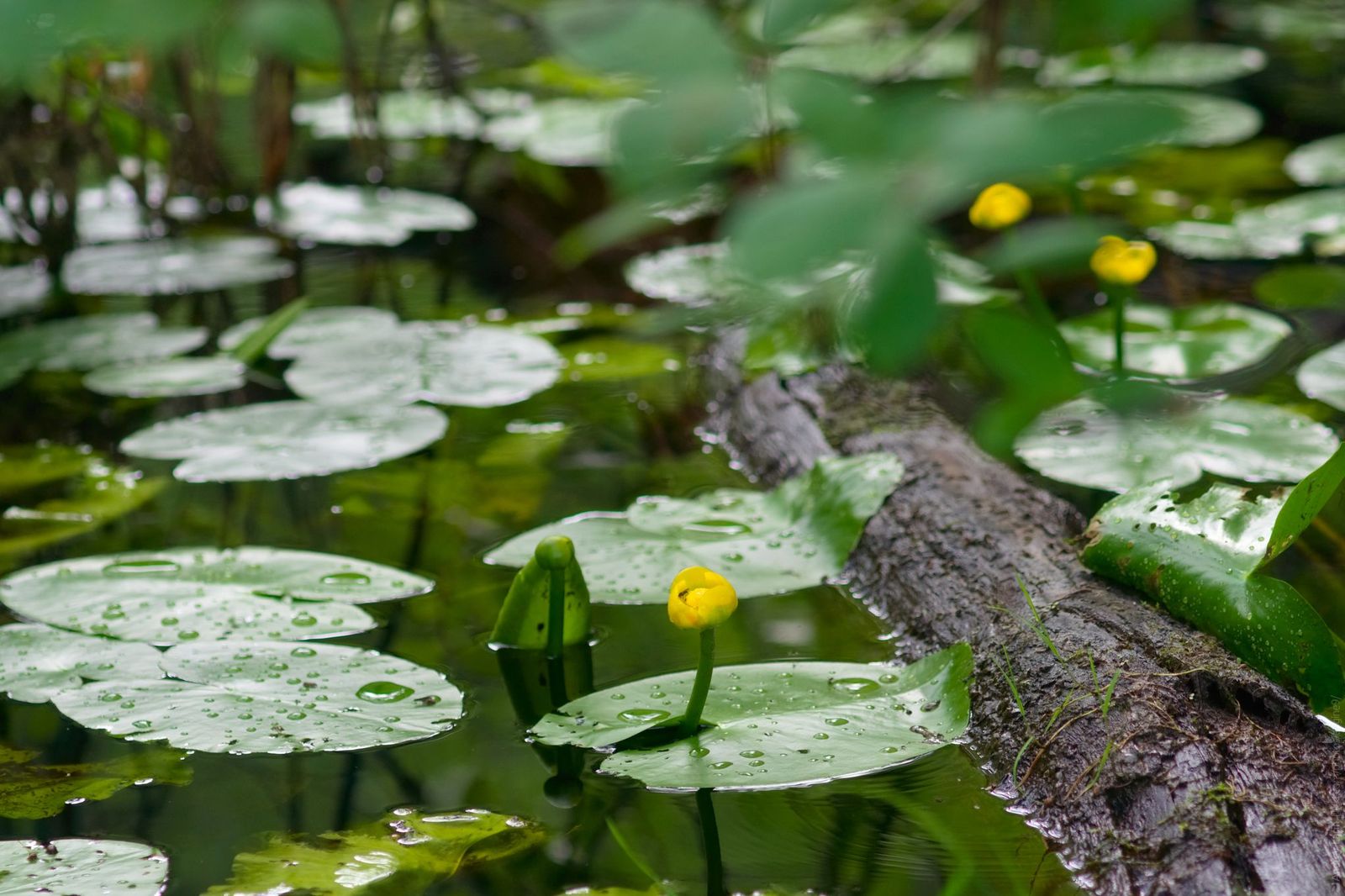 Hike - My, Arkhangelsk, Hike, Tourism, Insects, The photo, Lizard, Longpost