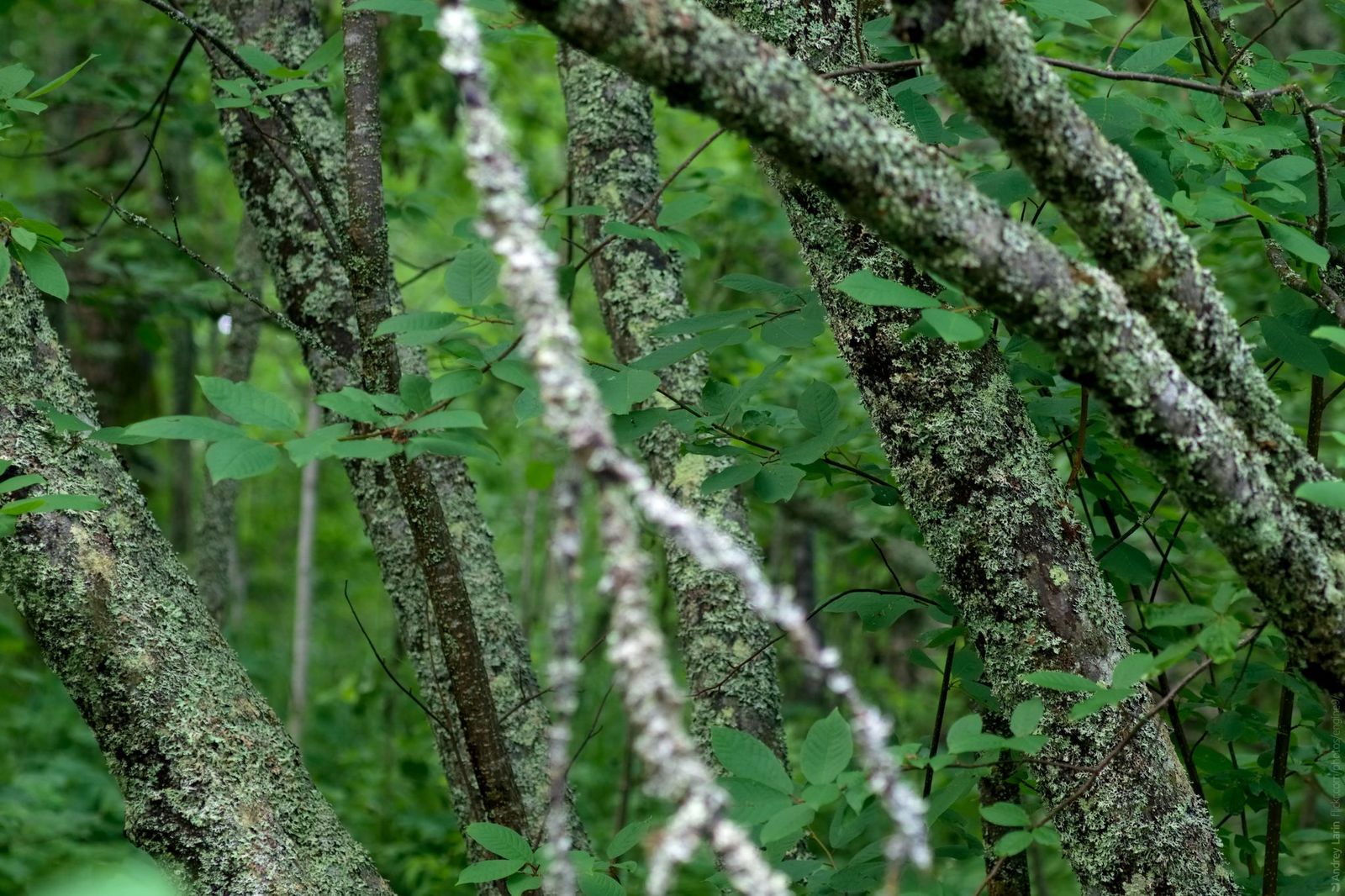 Hike - My, Arkhangelsk, Hike, Tourism, Insects, The photo, Lizard, Longpost