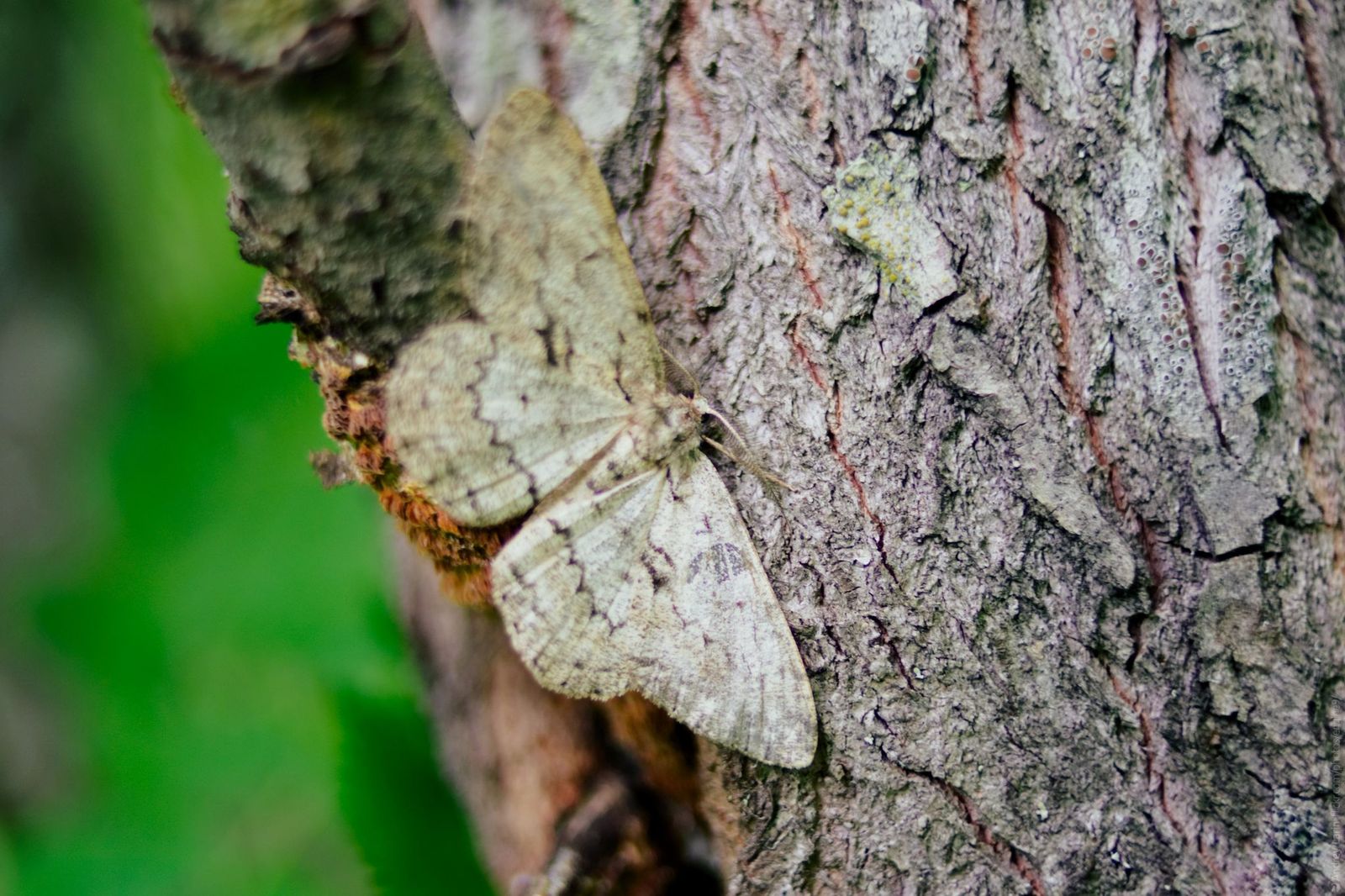 Hike - My, Arkhangelsk, Hike, Tourism, Insects, The photo, Lizard, Longpost