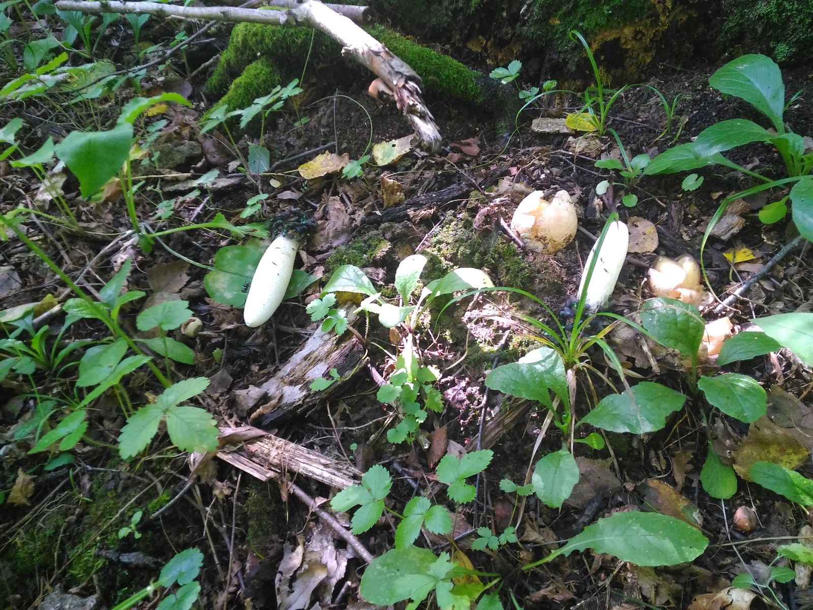 What kind of mushroom? - My, Mushrooms, My, Forest, Mushroom pickers