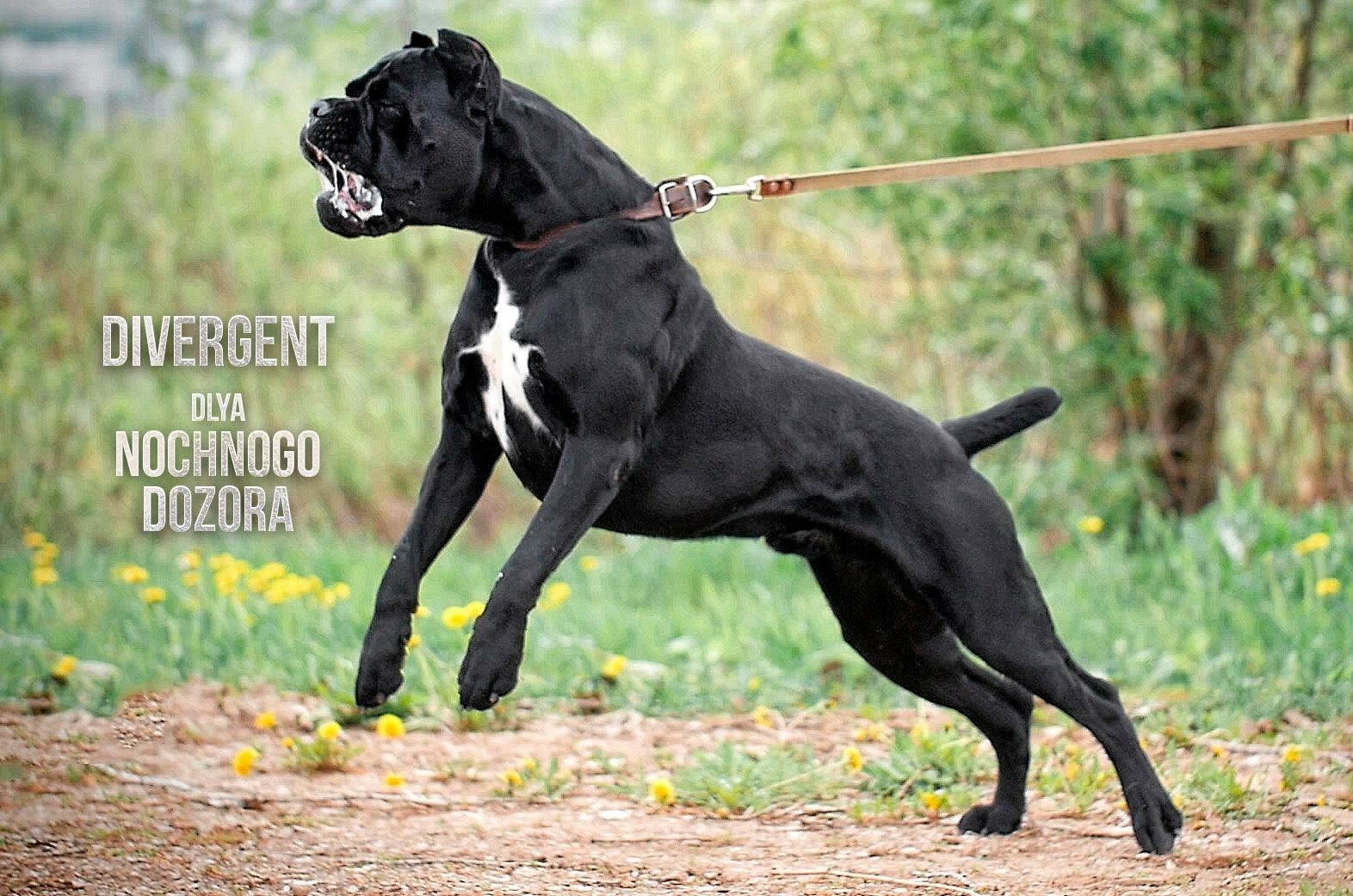 Cane Corso Divergent - My, Cane Corso, Pet, Longpost, Dog, Pets