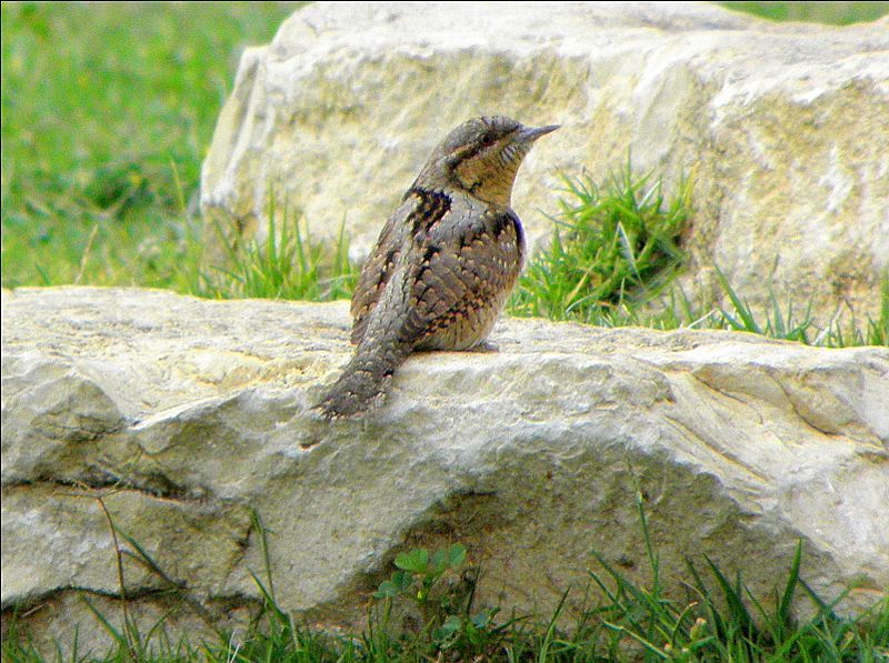 Wryneck - , Wryneck, Woodpeckers, Longpost, Video