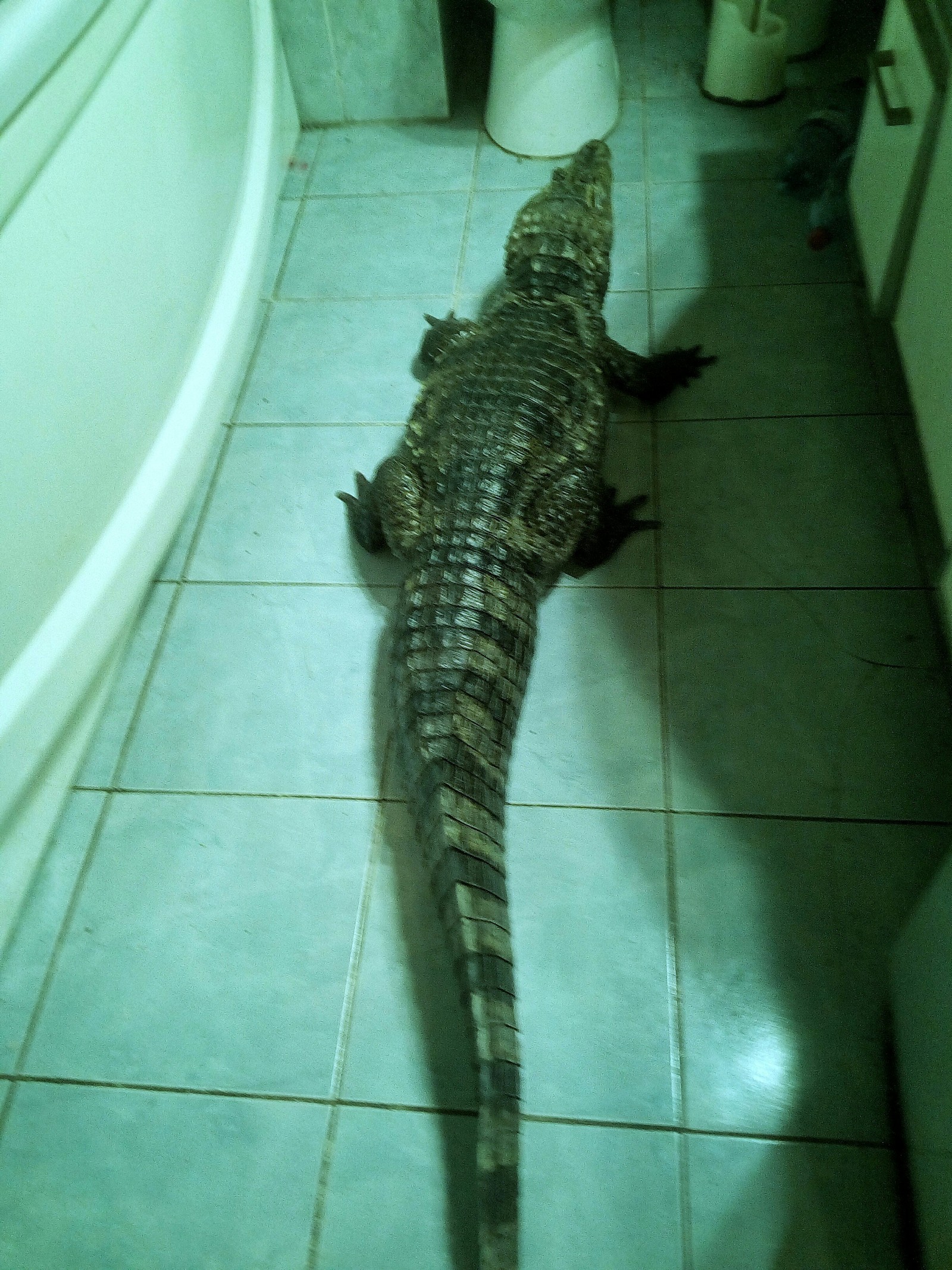 Ahh, a crocodile in the bathroom... - My, Crocodile, Reptiles, Animals, Pet, Terrariumistics, Crocodile Gena, Humor, Bath, Crocodiles, Pets