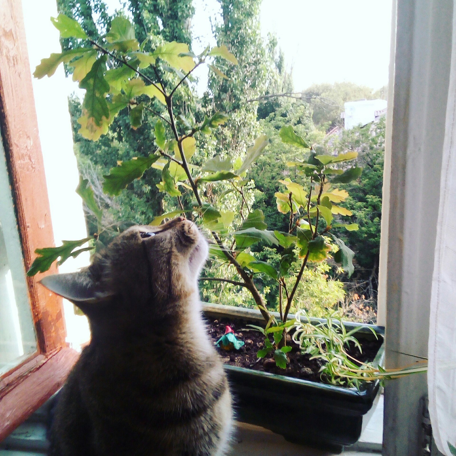 Oak on the window - My, Oak, cat