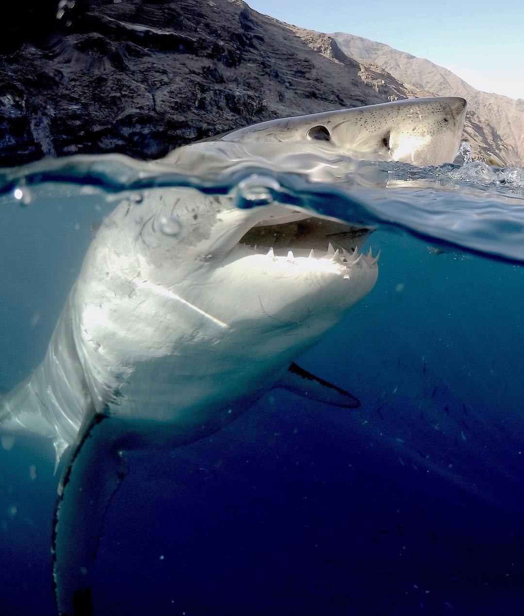 Shark - Shark, Water, Danger, Predator, The photo, Teeth