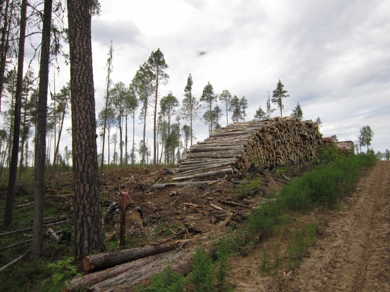 Cartographer's Notes. - My, Longpost, Travels, Nature, Forest