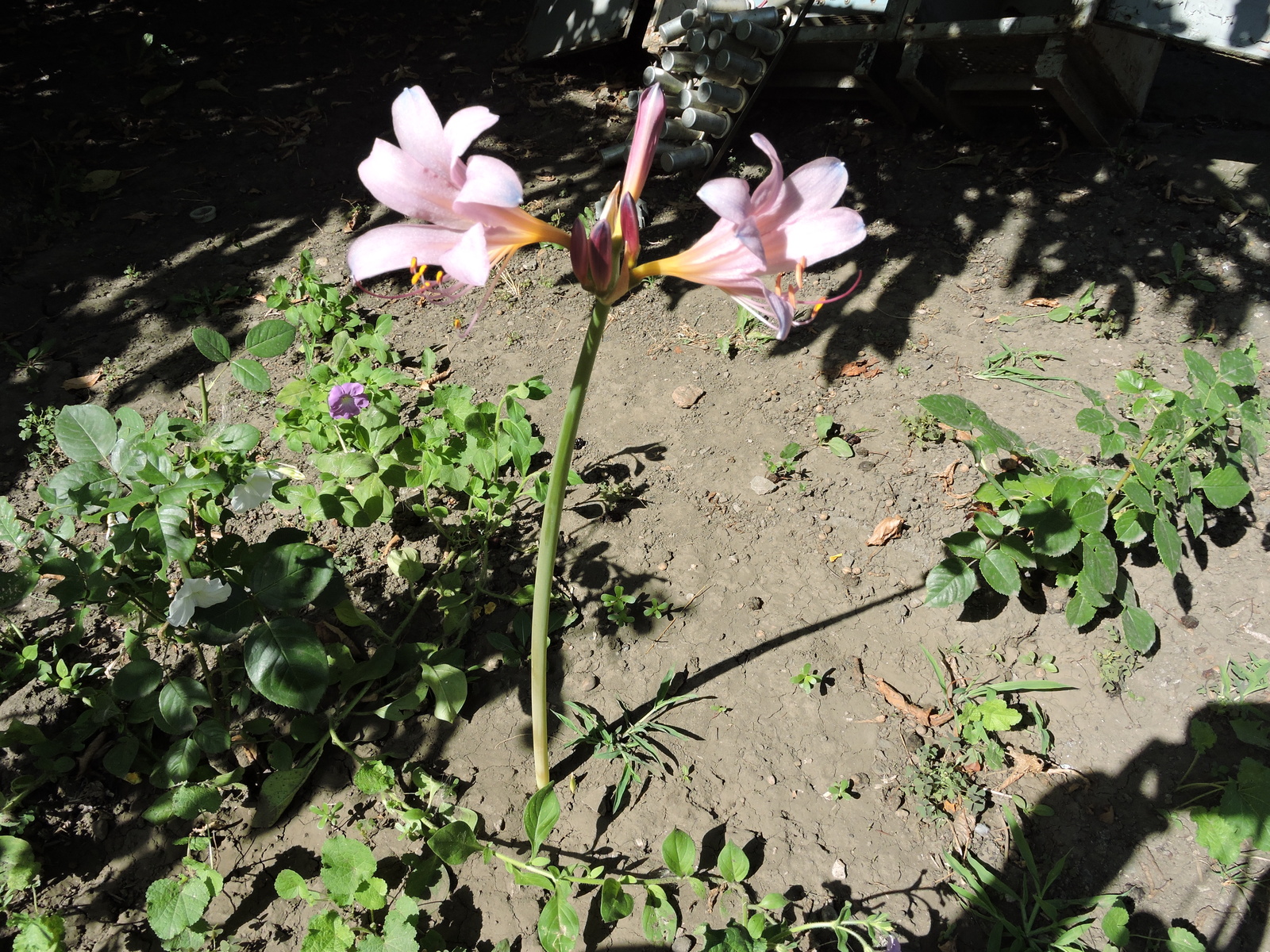 Hello everyone, please tell me what kind of flower. - My, Flowers, cat, Longpost