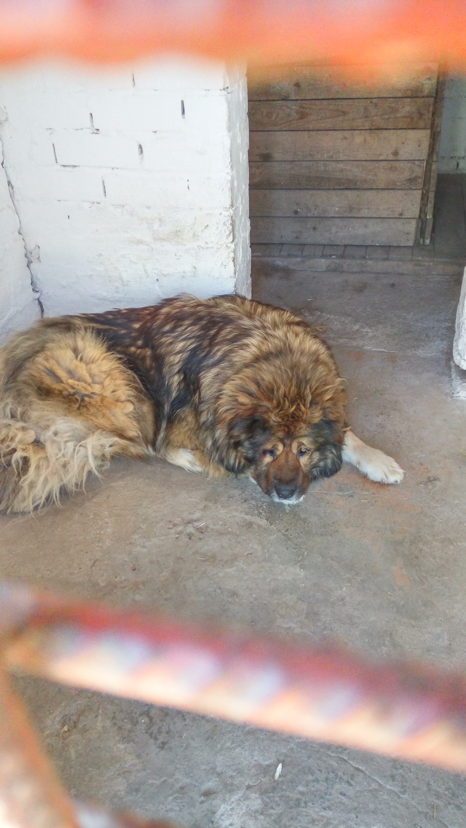 Military dog. - My, Dog, Army, Caucasian Shepherd Dog, DMB, Longpost, Demobilization