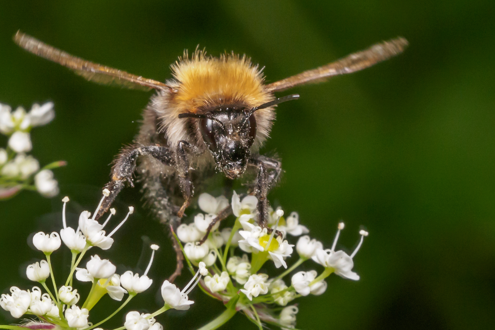 Macro. Insects - My, Macro, The photo, Insects, Bumblebee, Dragonfly, Olympus, Longpost, Macro photography