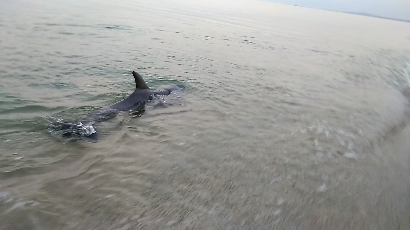 Dolphins - My, Dolphin, Sea, Shore, Crimea