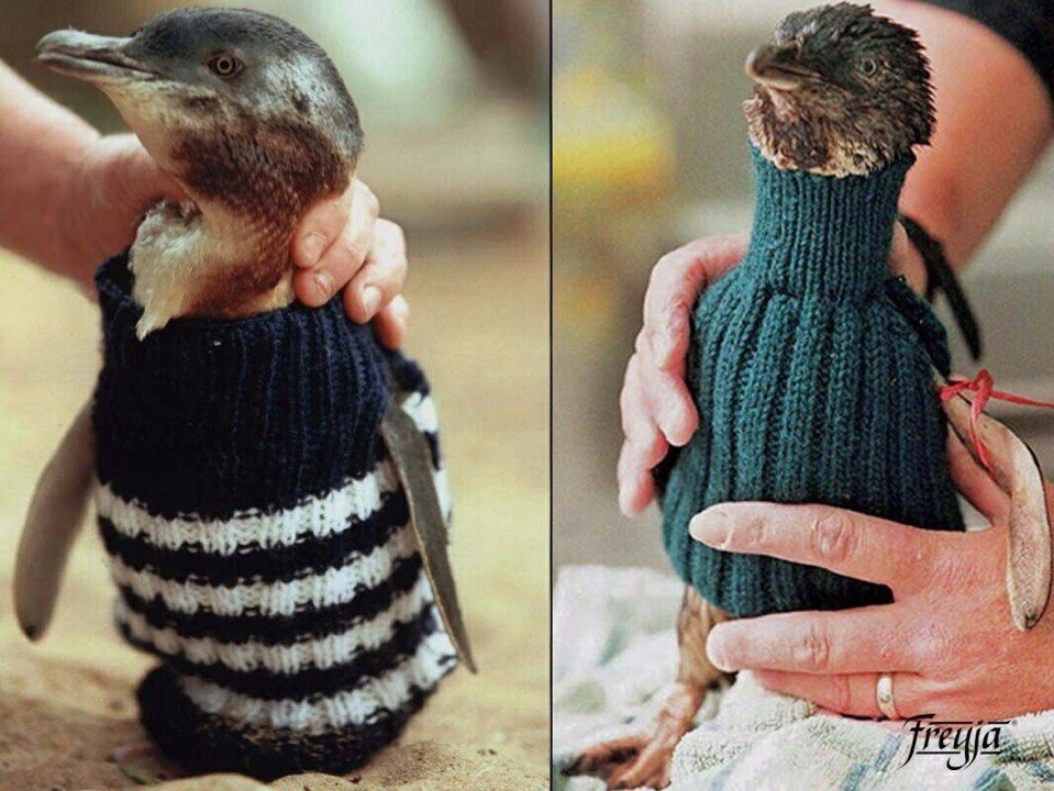 Australia's oldest 109-year-old Alfie Date knits tiny sweaters for oil spill-injured penguins - Animals, Pullover, Kindness, Australia, Longpost