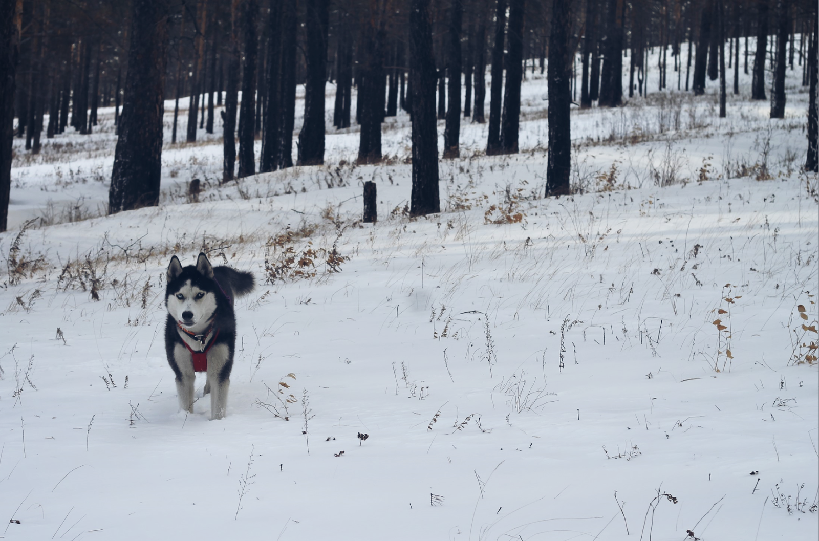 Winter walk (2016.12.22) - My, Siberian Husky, Winter, Canon 1100d, Longpost