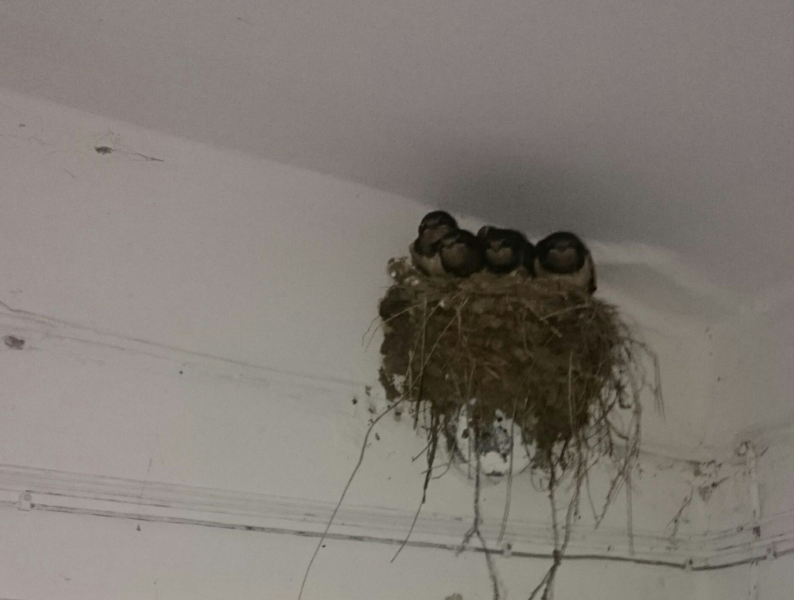 The swallows have arrived - My, swallow's Nest, Martin