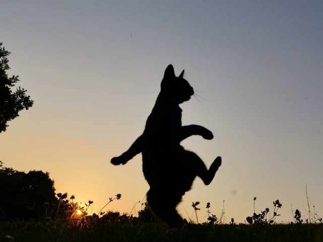 Flying gait - cat, The photo