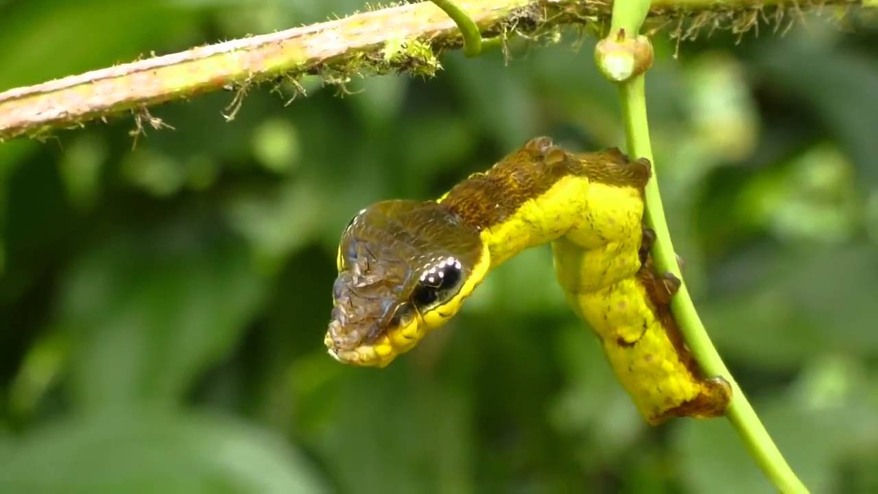 A few colorful caterpillars in a ribbon - Nature, beauty of nature, Caterpillar, , Longpost