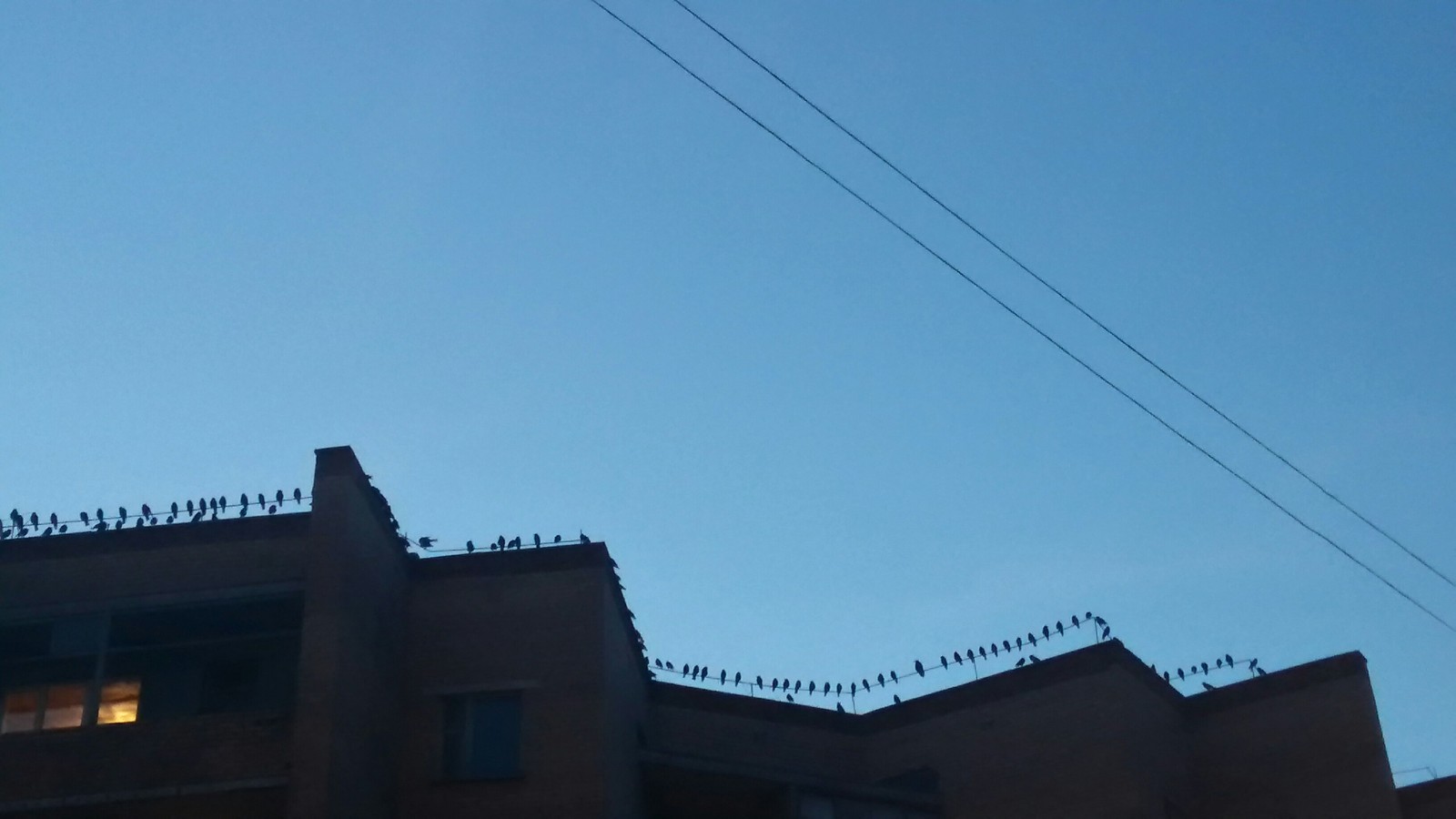 Evening meeting - My, Meeting, Birds