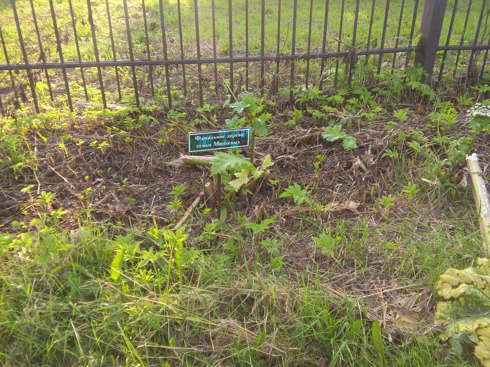 Family hogweed - My, Hogweed, , Genealogical tree, Casus, Cherepovets