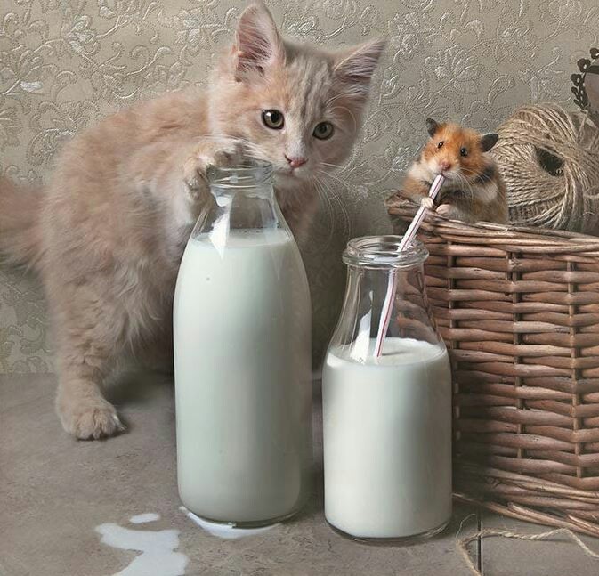 dairy brother - The photo, Milota, Milk, Hamster, cat