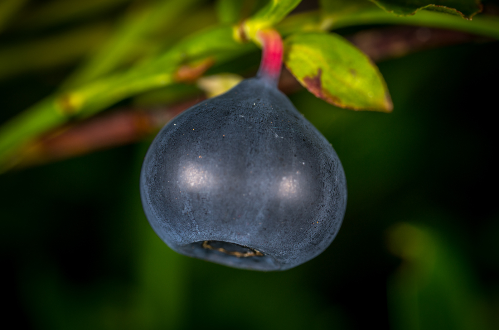 Blueberries through a macro lens - My, Macro, Blueberry, Mp-e 65 mm, Longpost, Macro photography