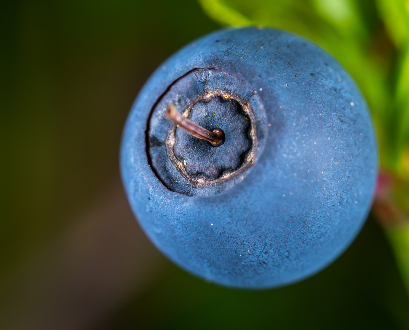 Blueberries through a macro lens - My, Macro, Blueberry, Mp-e 65 mm, Longpost, Macro photography