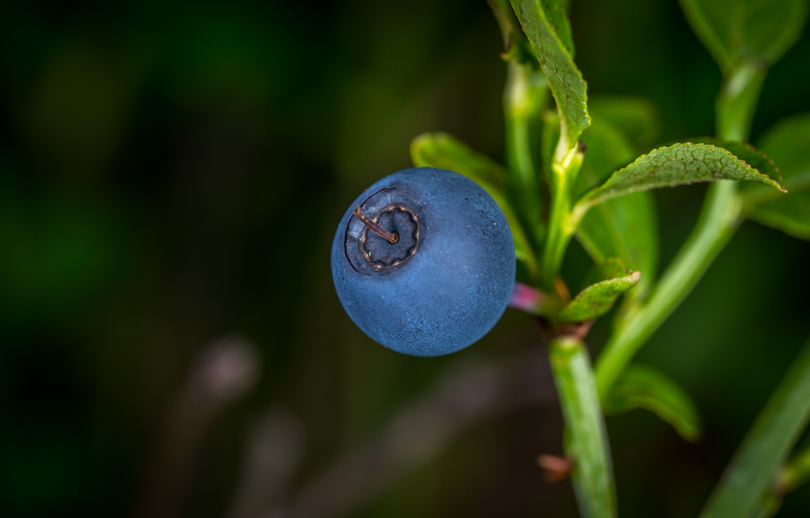 Blueberries through a macro lens - My, Macro, Blueberry, Mp-e 65 mm, Longpost, Macro photography