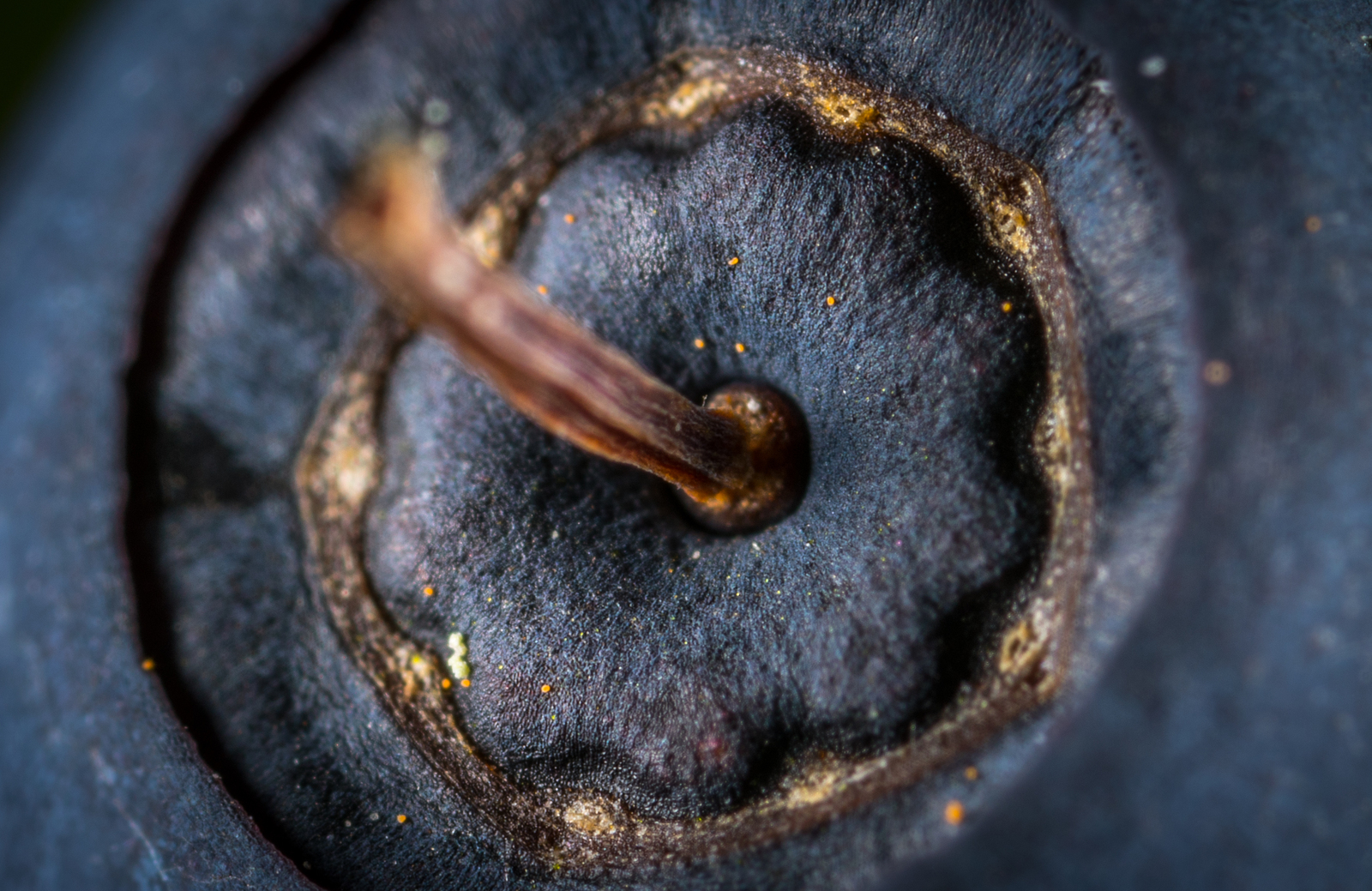 Blueberries through a macro lens - My, Macro, Blueberry, Mp-e 65 mm, Longpost, Macro photography