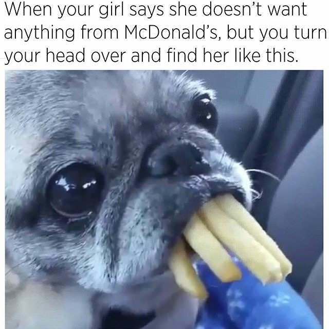 Always like this - Girls, Pug, McDonald's, Dog