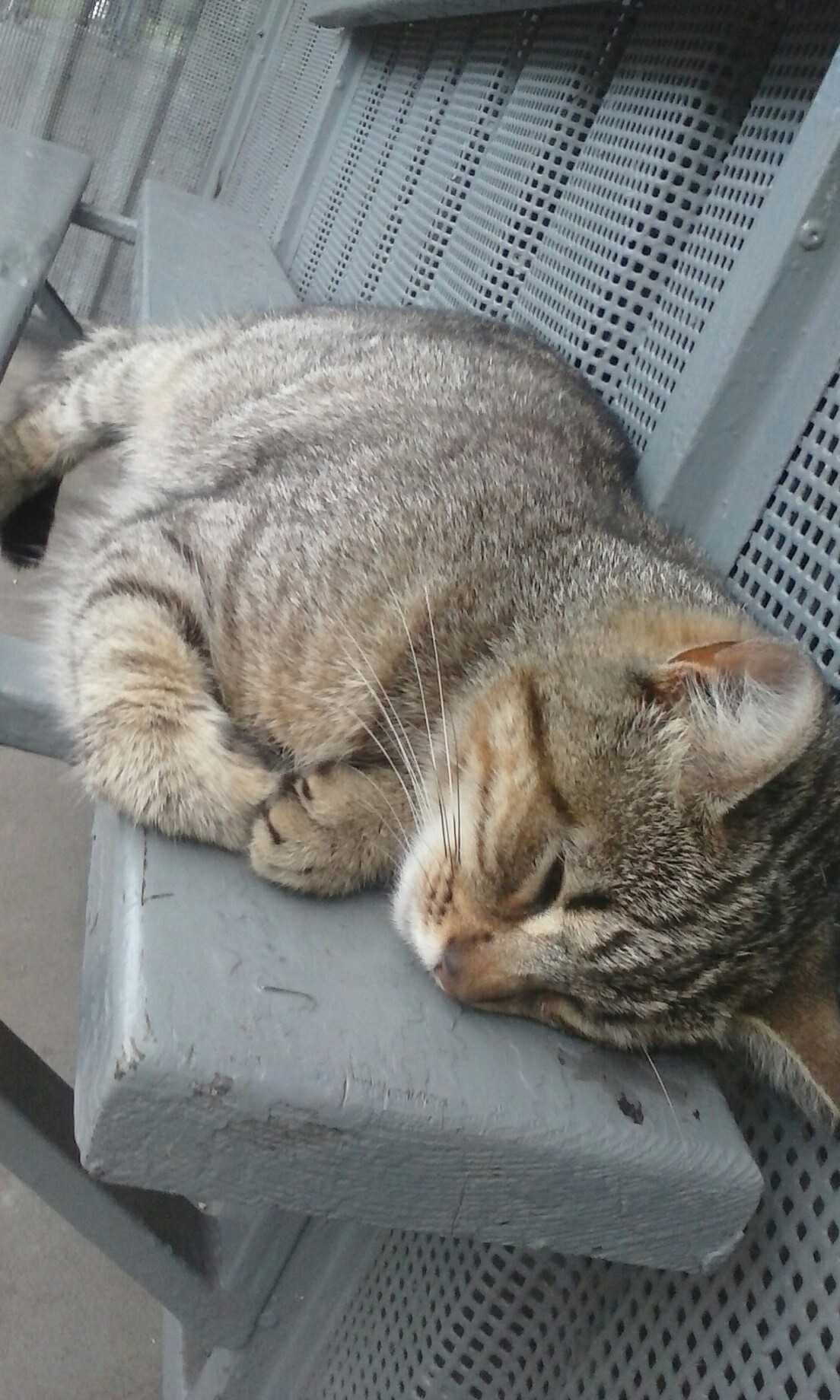 Cute cat at the bus stop - My, cat, Stop, My, Milota, Longpost