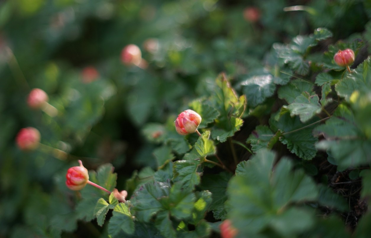 Cloudberry picking season is open - Komi, Cloudberry, Longpost